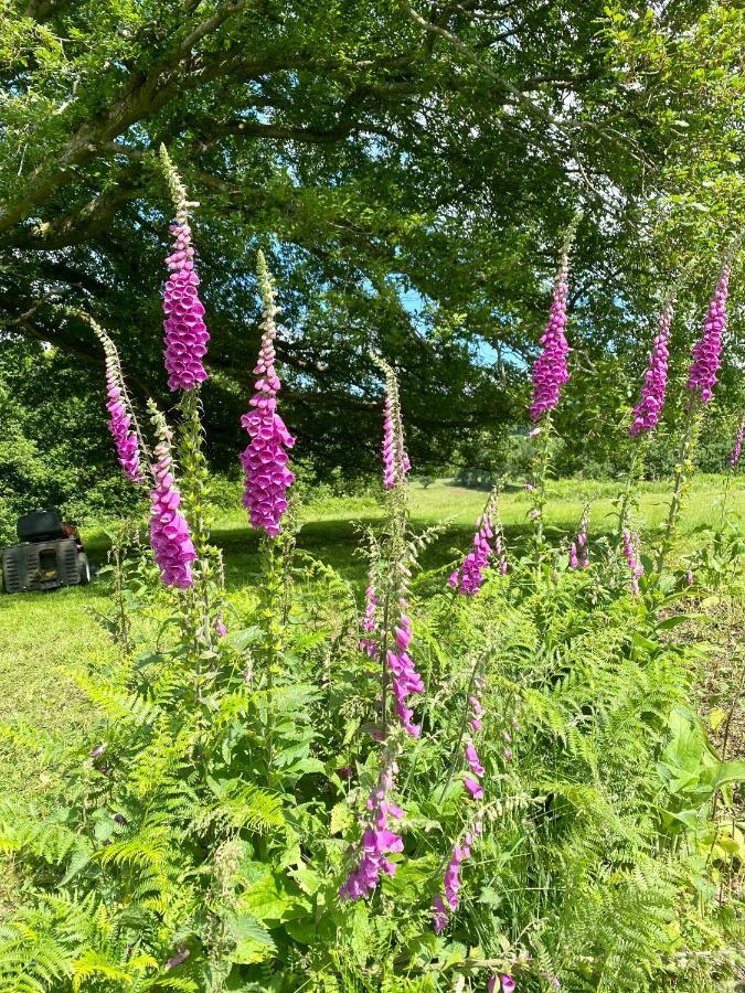 Black Mountains Glamping Hotel Abergavenny Exterior foto